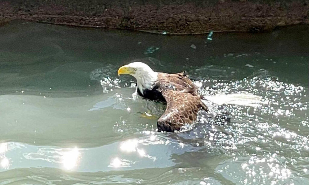 eagle swimming